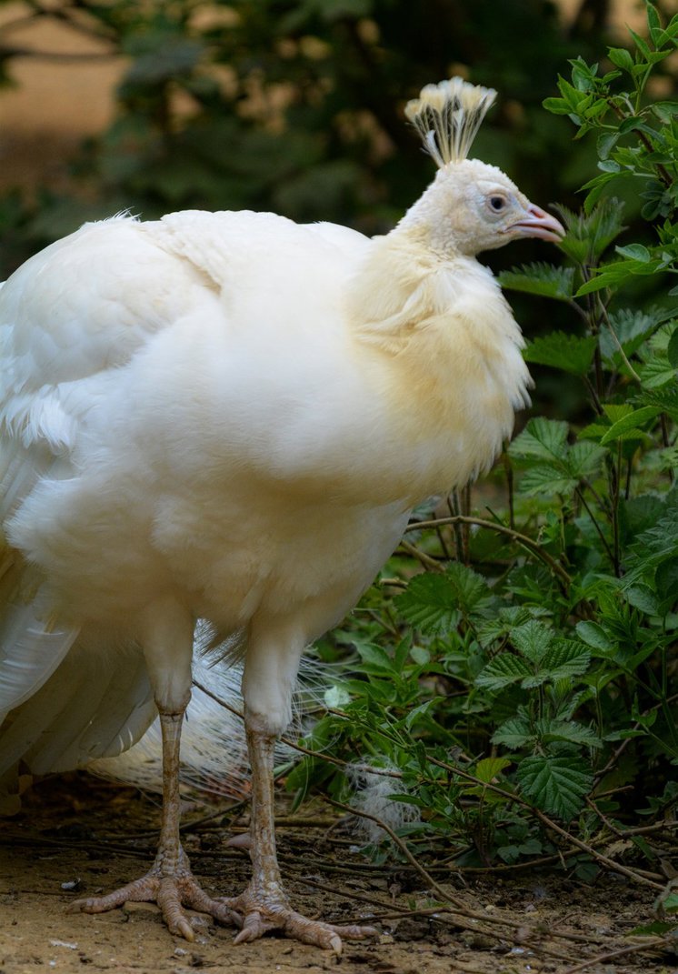 leucistic peacock