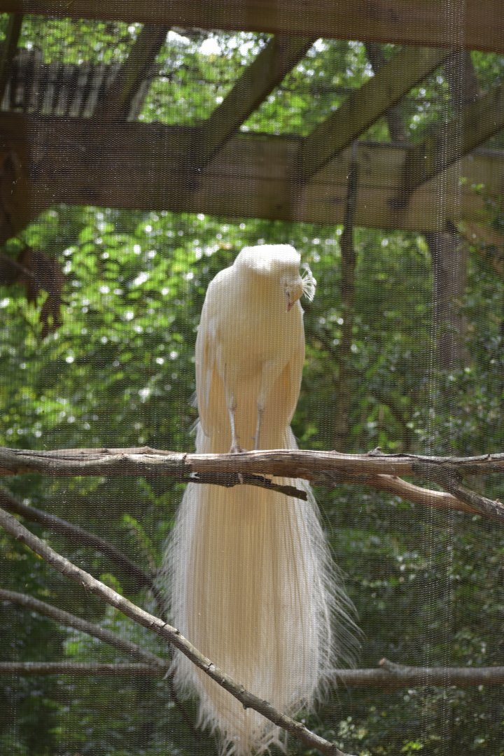 Leucistic Peacock