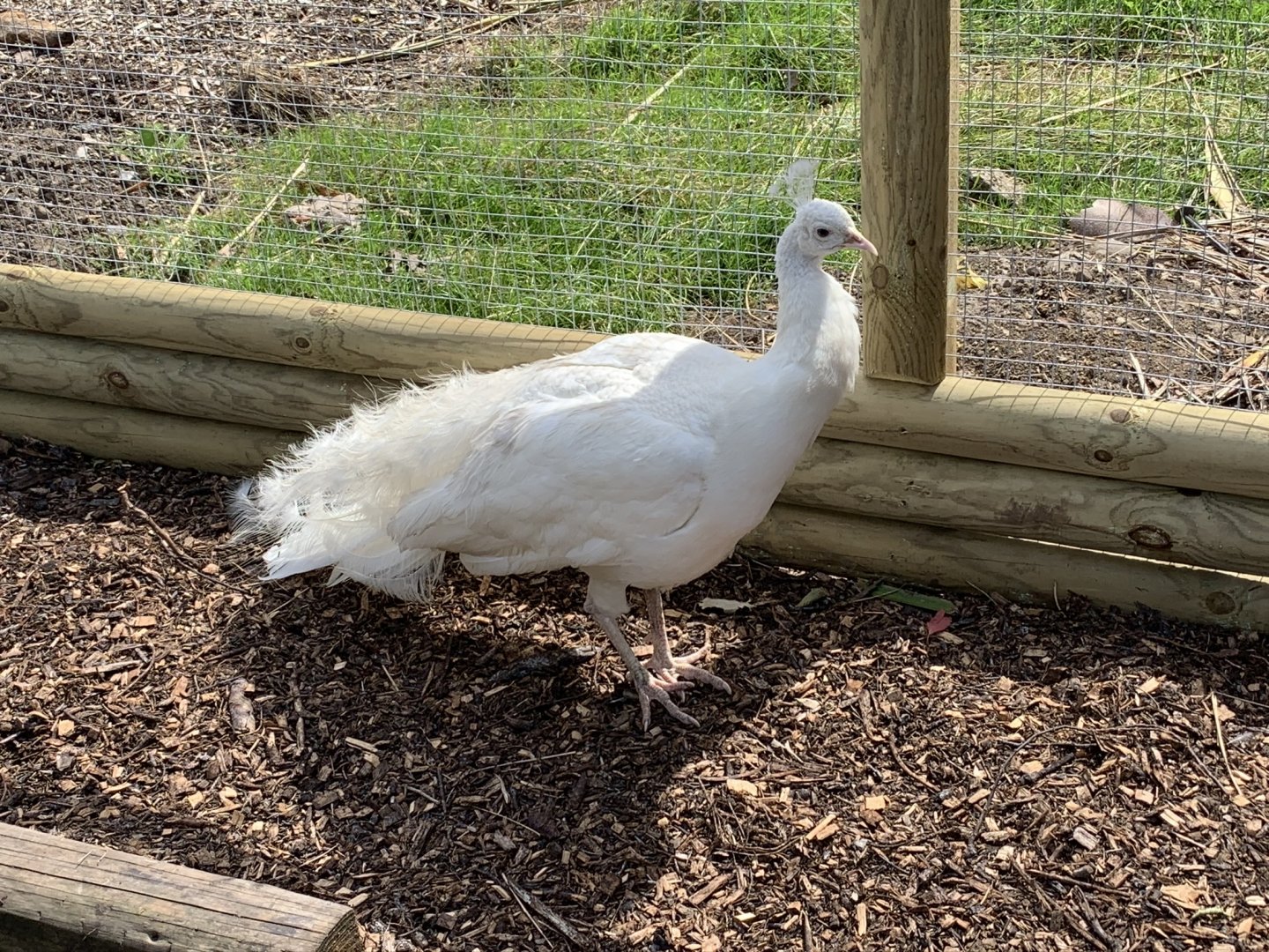 Leucistic Peafowl at Northumberland College Zoo (2020)