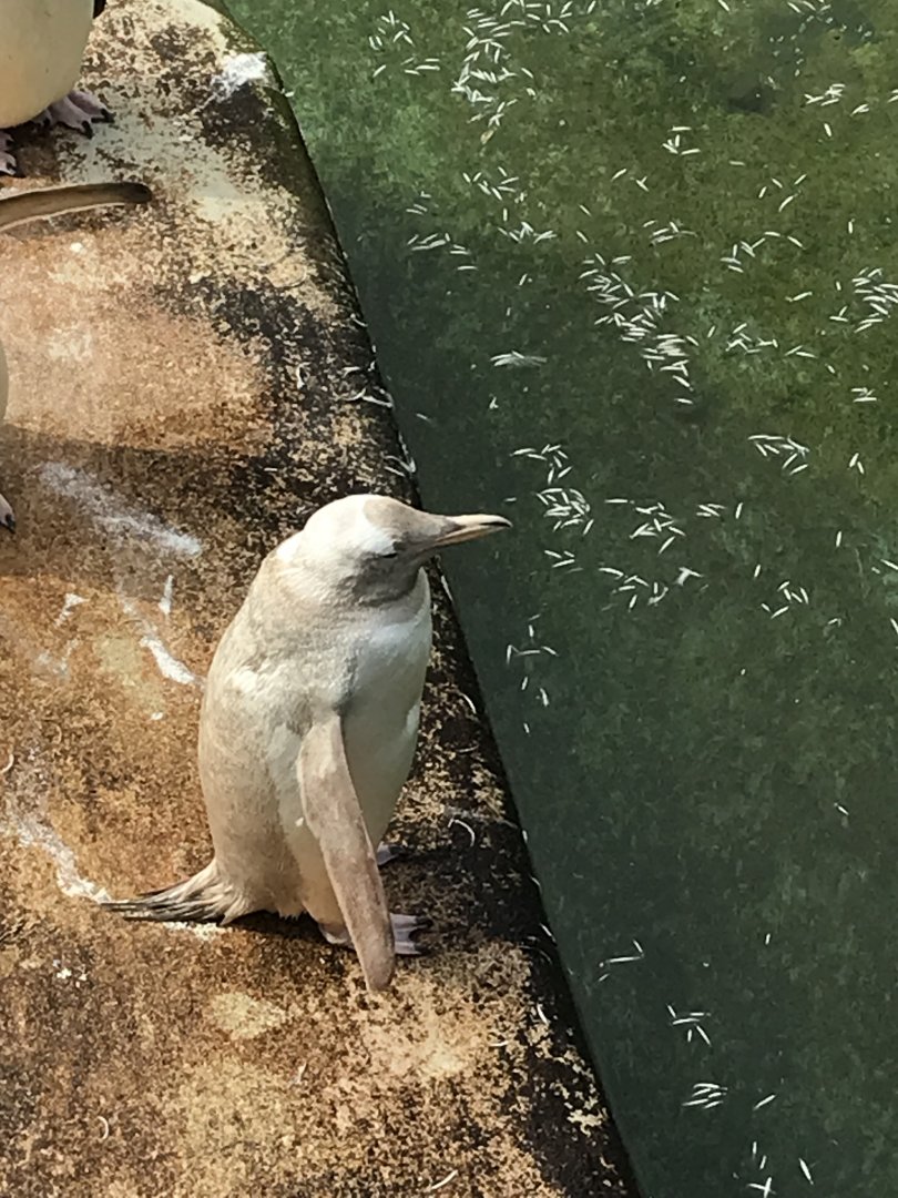 Leucistic penguin
