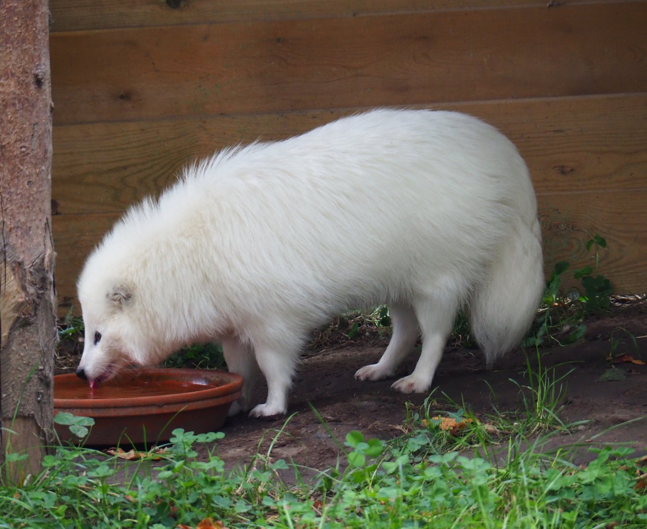 Leucistic raccoon dog (Nyctereutes procyonoides), 2019-10-05