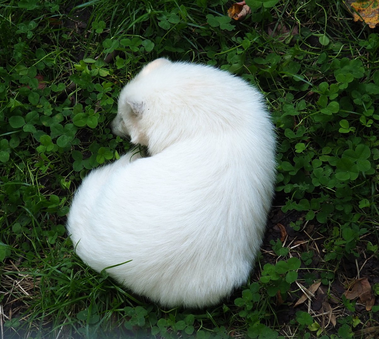 Leucistic raccoon dog (Nyctereutes procyonoides), 2021-09-03