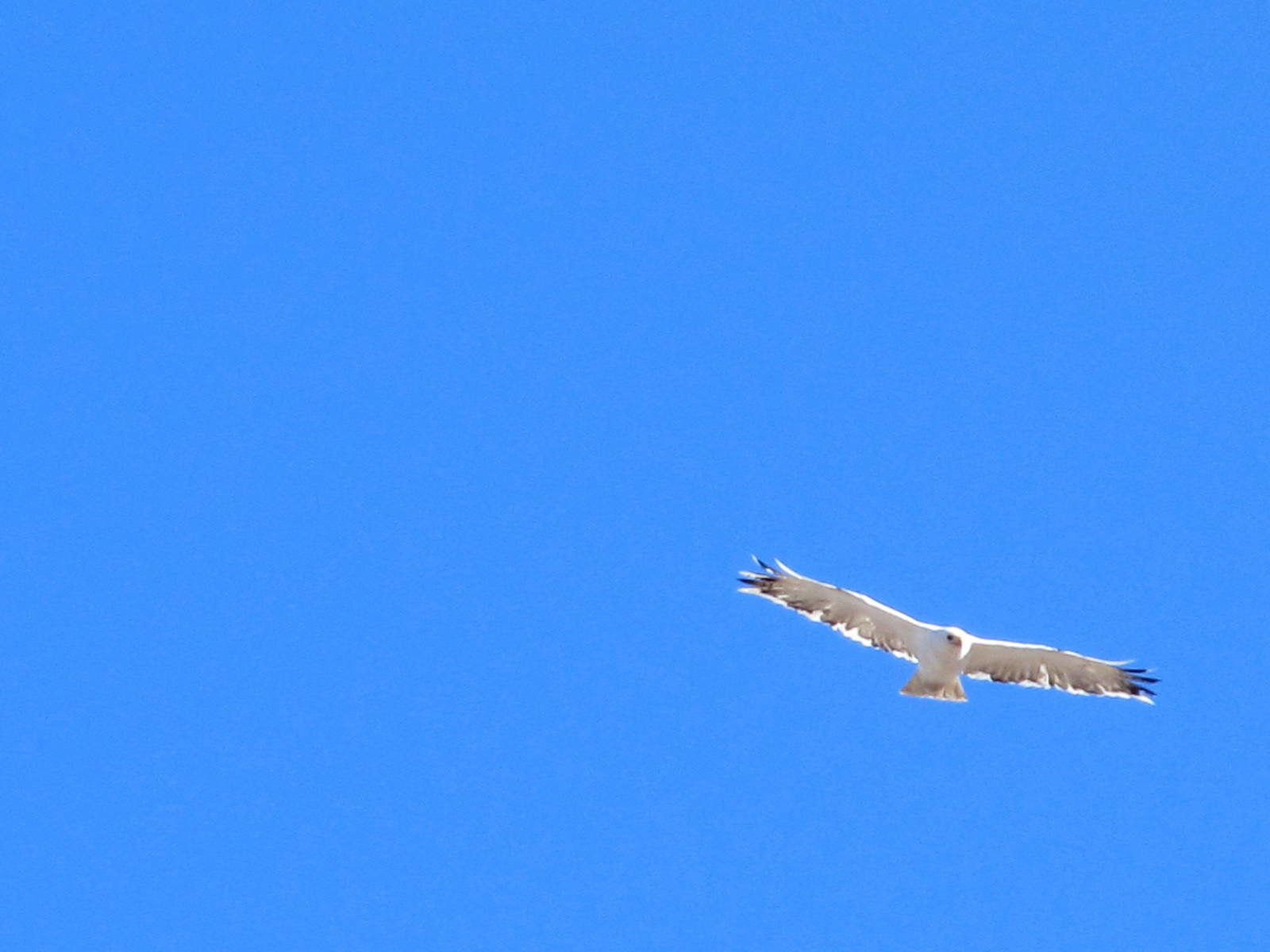 Leucistic Red-tailed Hawk