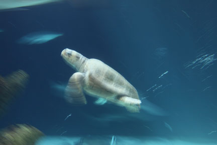 leucistic sea turtle