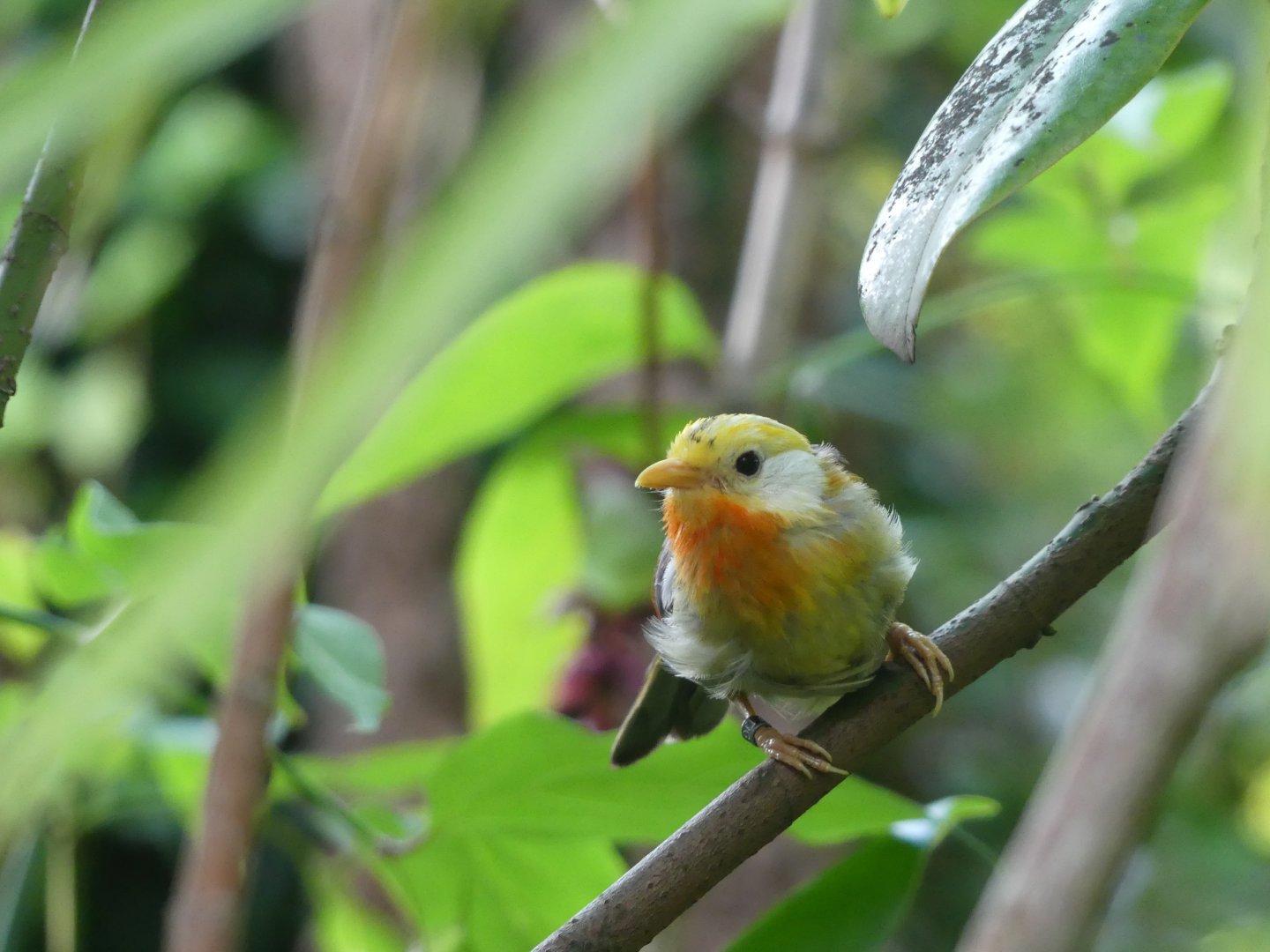 Leucistic Silver-Eared Mesia - Chester Zoo