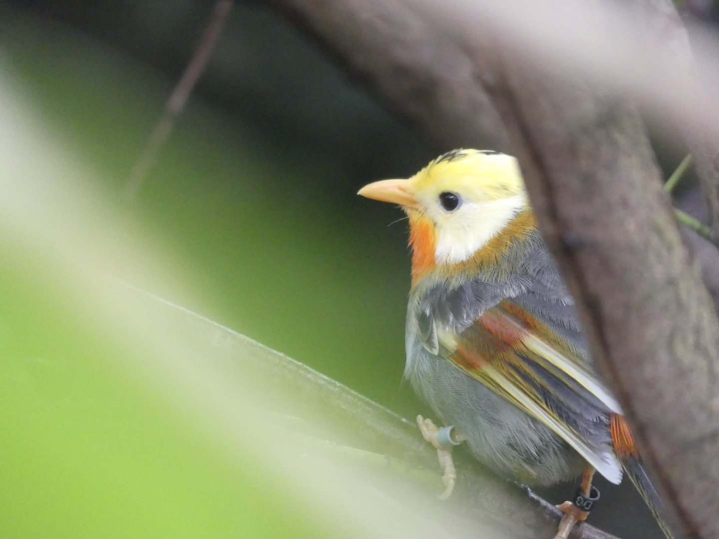 Leucistic Silver-Eared Mesia - Chester Zoo