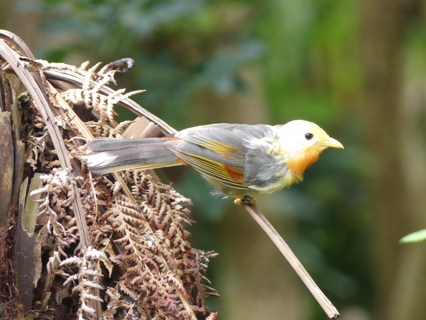 Leucistic Silver-Eared Mesia - Chester Zoo