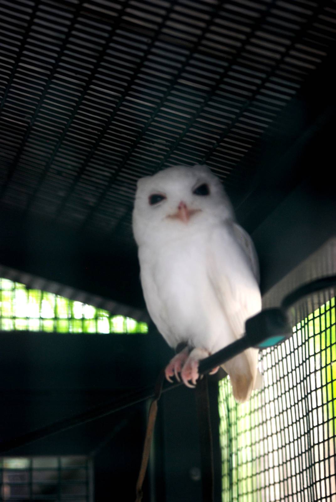 Leucistic South-eastern Screech Owl at Peace River Wildlife Centre, 09/10/1