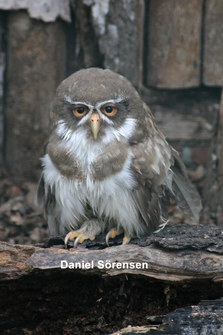 Leucistic Spectacled owl (Pulsatrix perspicillata)