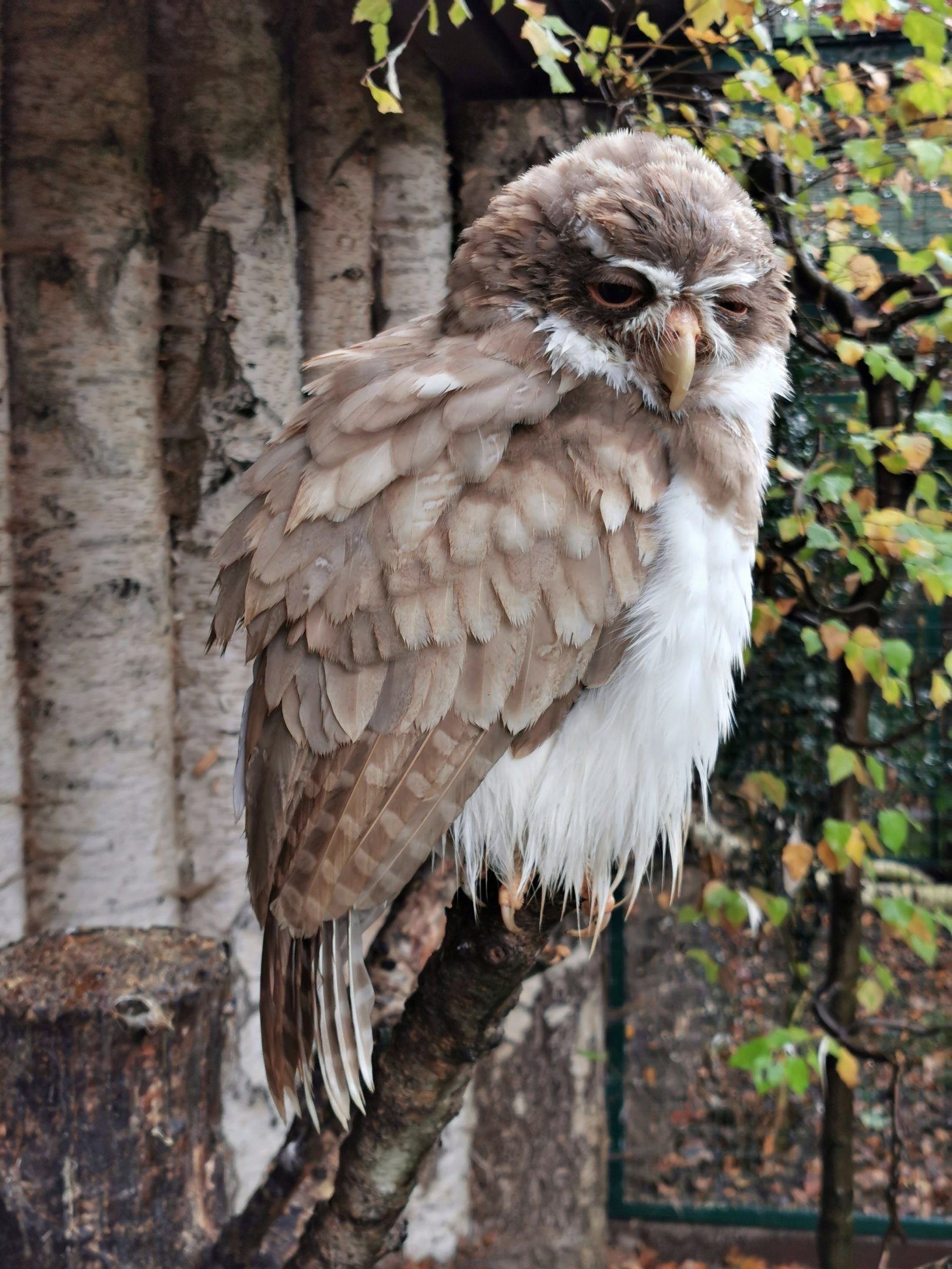 Leucistic Spectacled owl (Pulsatrix perspicillata)