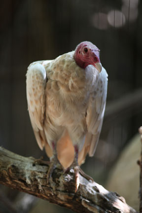 leucistic turkey vulture
