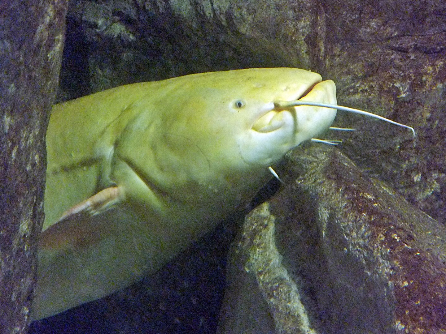 Leucistic wels catfish