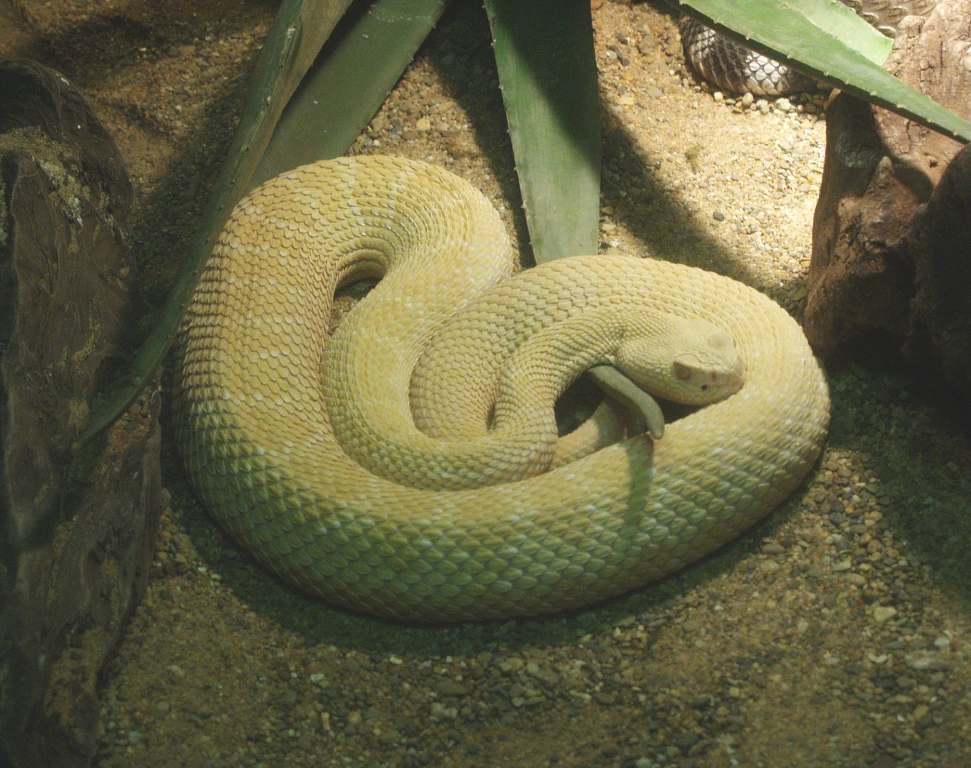 Leucistic Western diamondback rattlesnake (Crotalus atrox), 2014-02-16