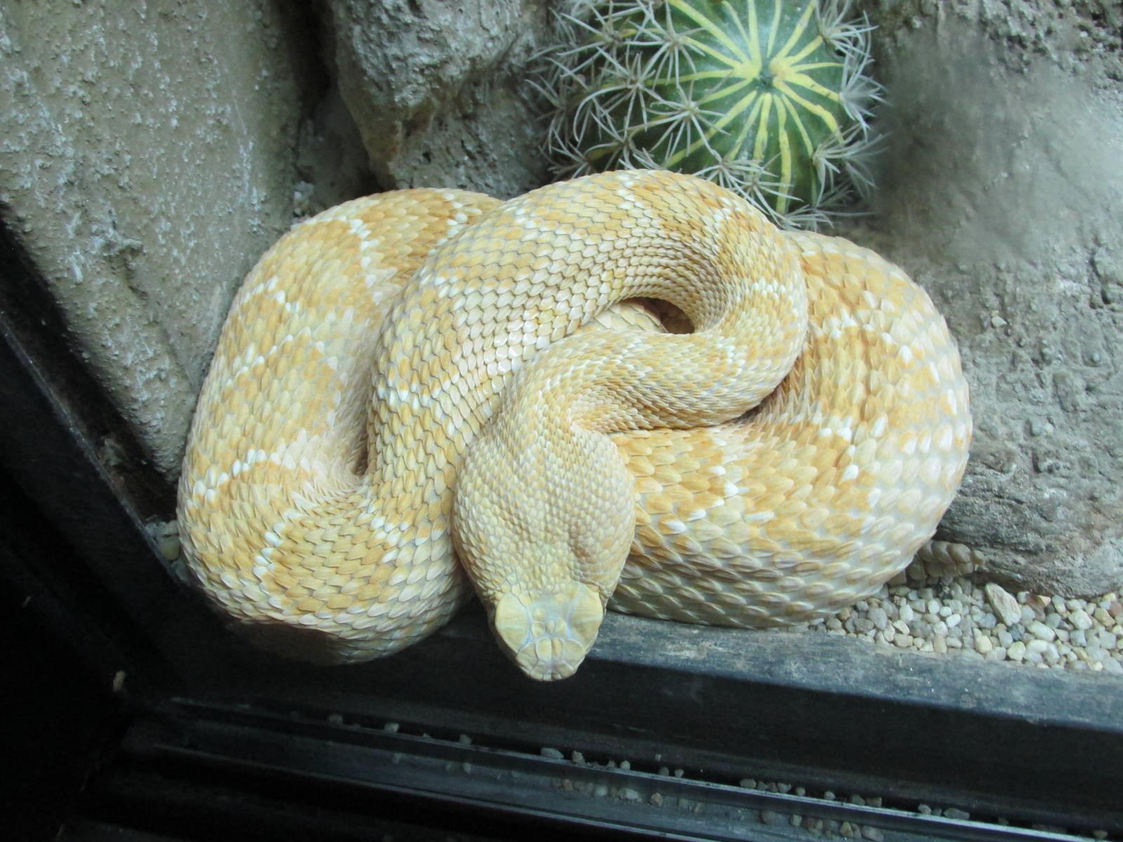 leucistic western diamondback rattlesnake san juan de aragon zoo