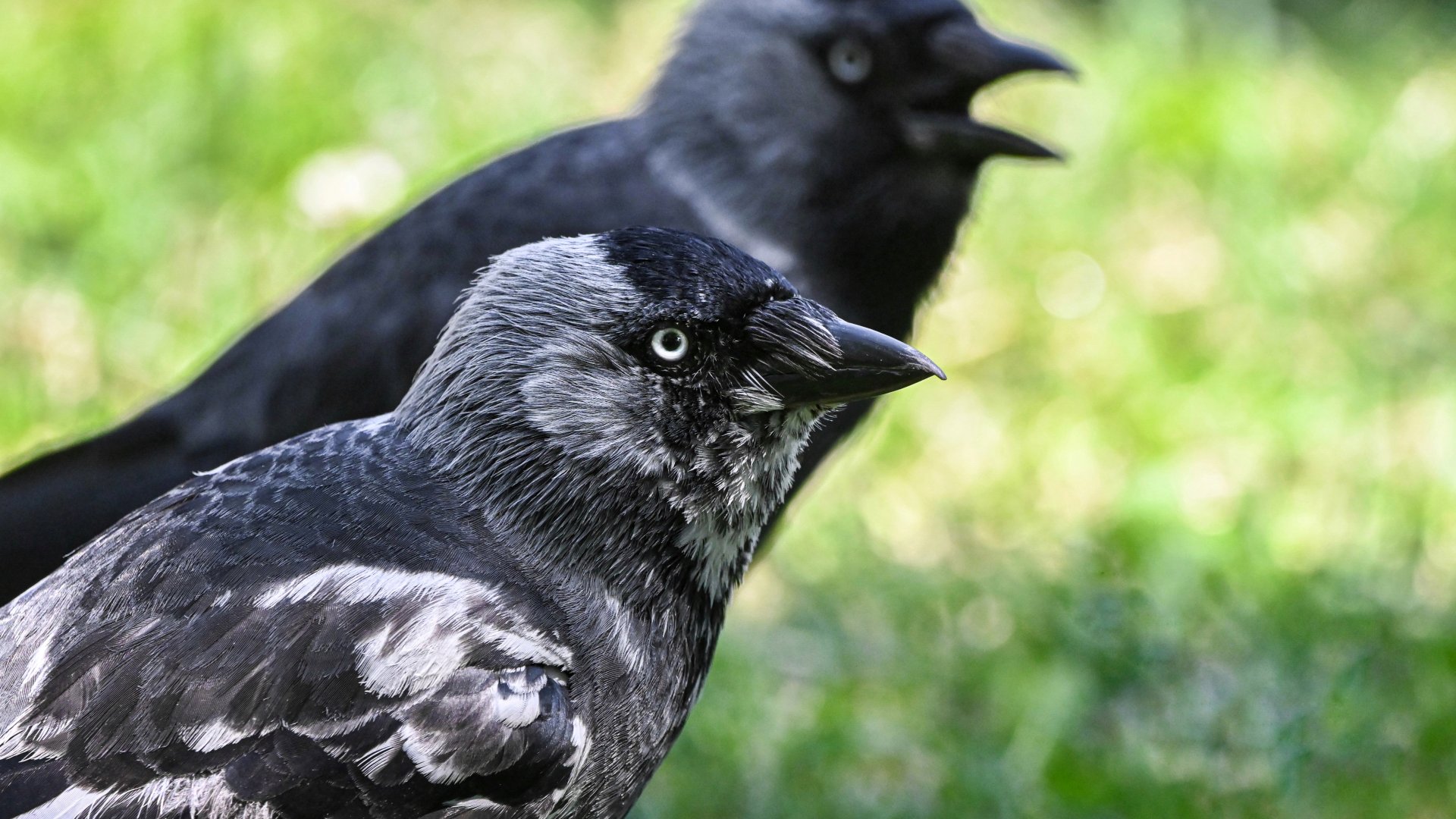 Leucistic western jackdaw (wild)