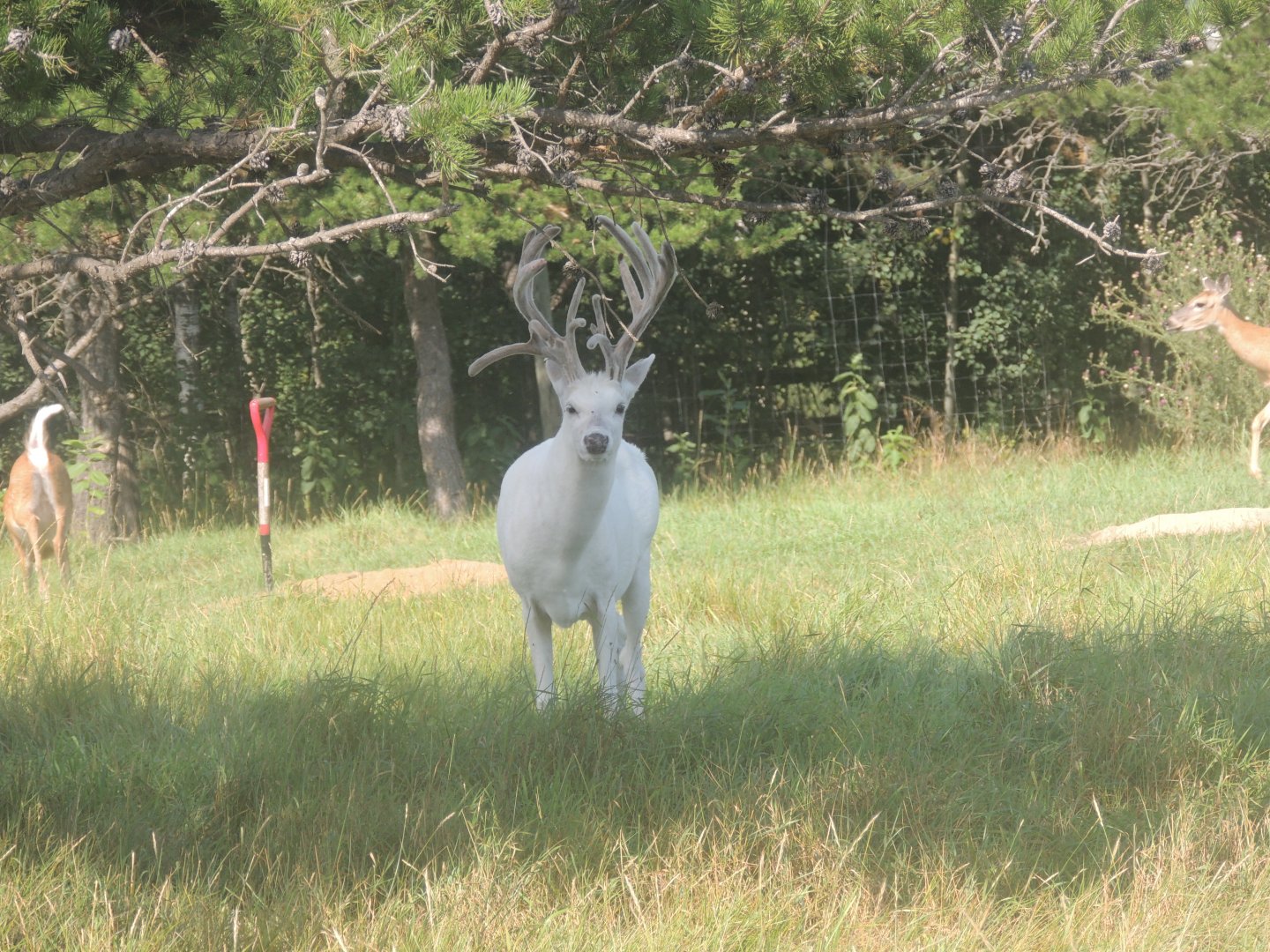 leucistic white tail deer