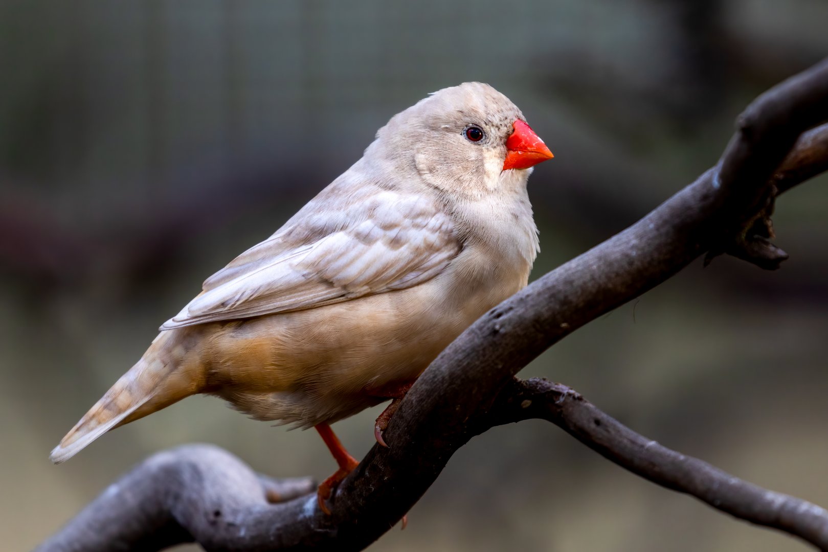 Leucistic Zebra Finch / Hamerton / 20-10-2020
