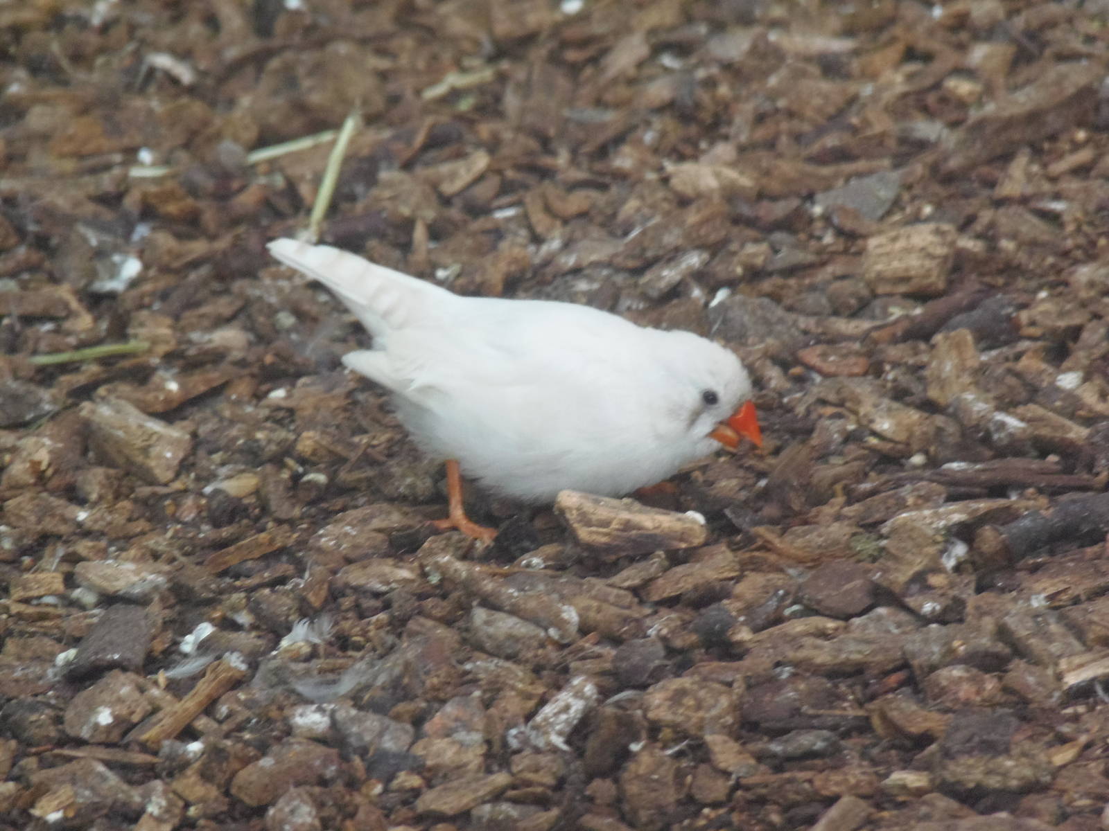 leucistic zebra finch