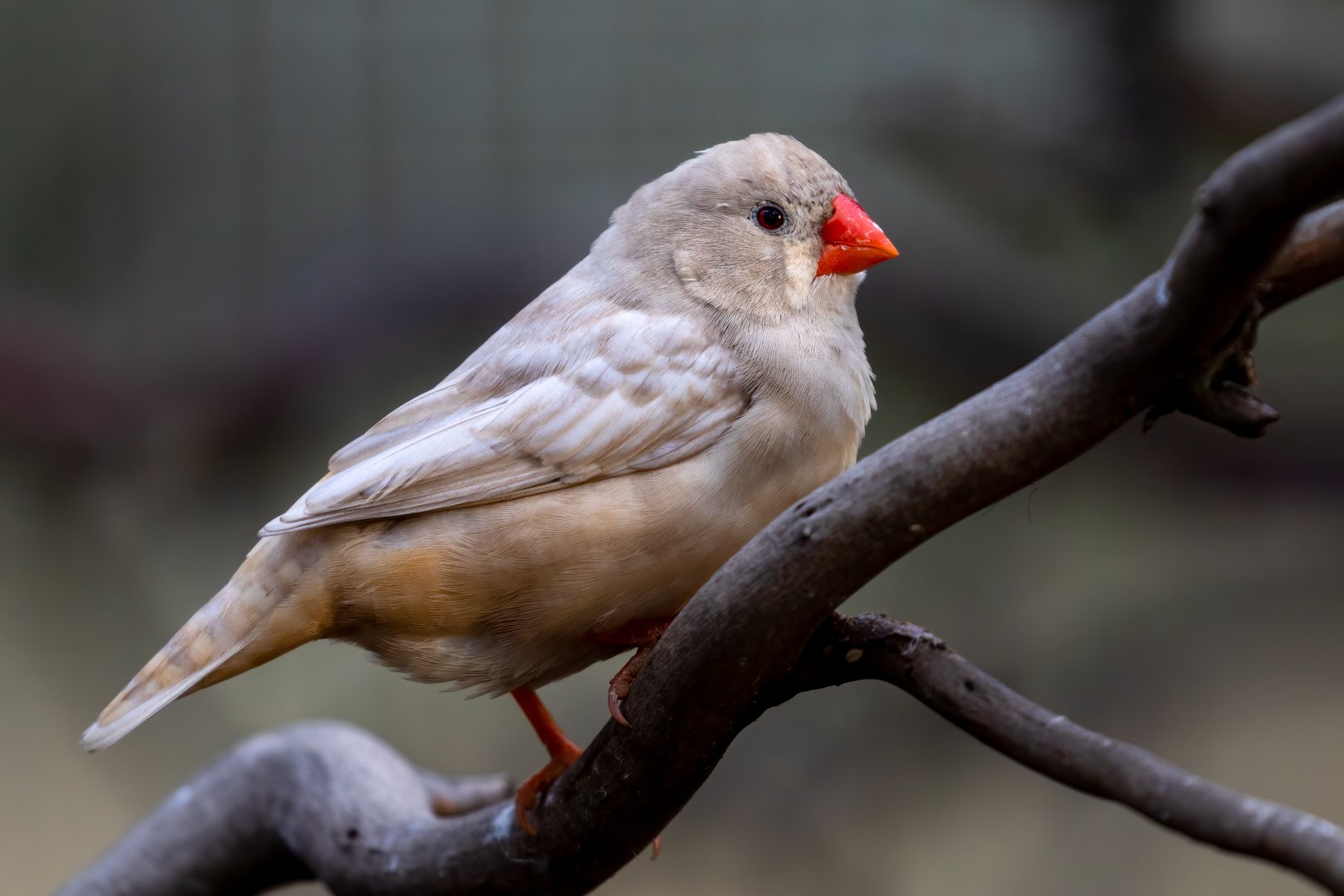 Leucistic Zebra Finch