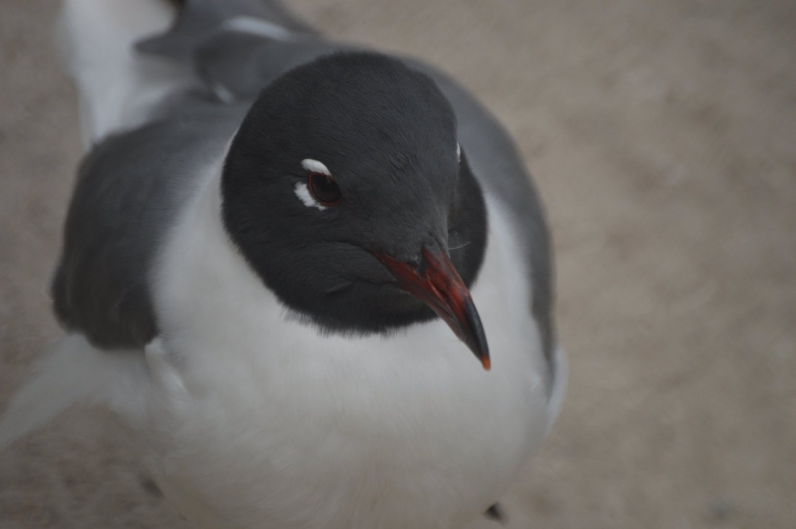 Leucophaeus atricilla megalopterus