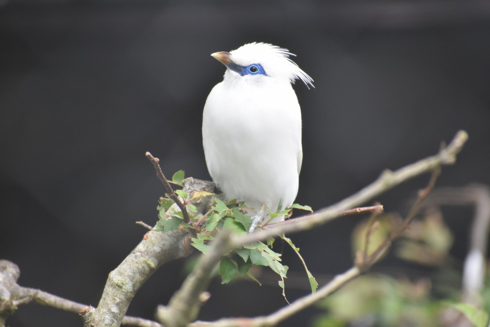 Leucopsar rothschildi - Bali Myna
