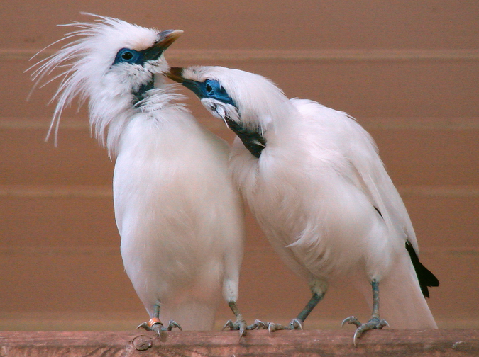 Leucopsar rothschildi / Bali mynah (pair)