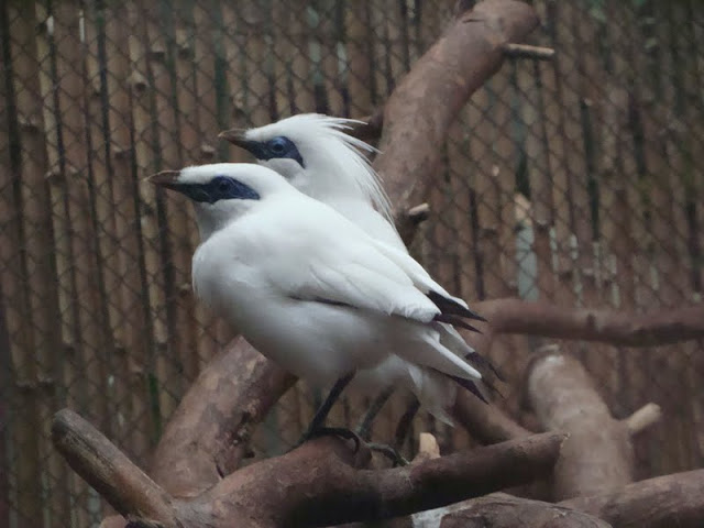 Leucopsar rothschildi