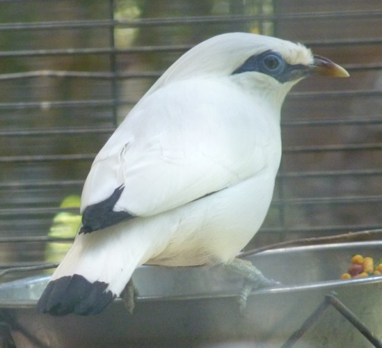 Leucopsar rothschildii