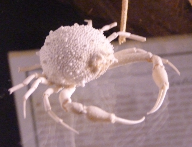 Leucosiid crab for ID????