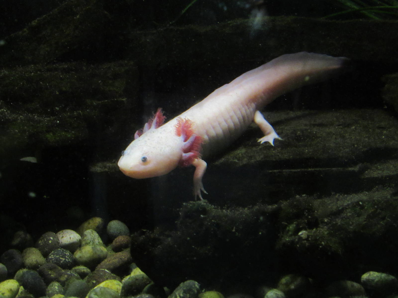 Leuistic Axolotl