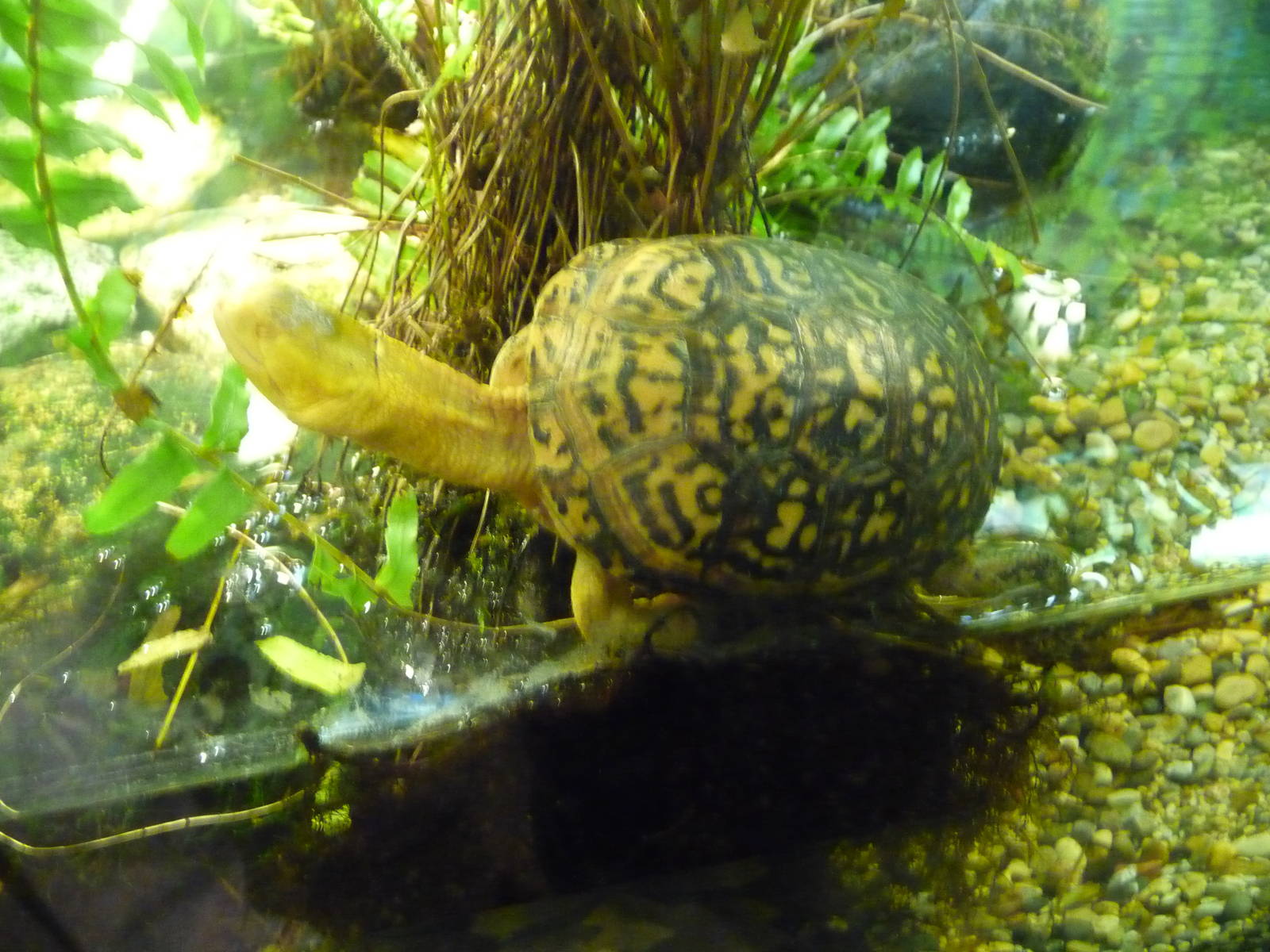 leusictic blanding's turtle lincoln park zoo