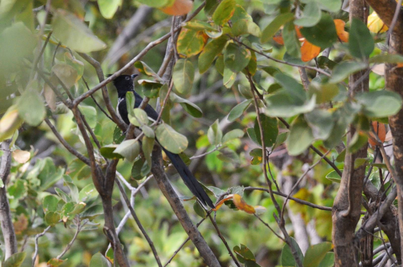 Levaillant's Cuckoo, Khwai Community Area, Botswana, 24/04/16