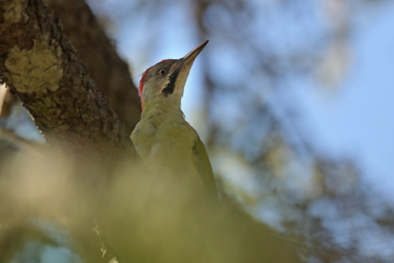 Levaillant's Woodpecker Picus vaillantii
