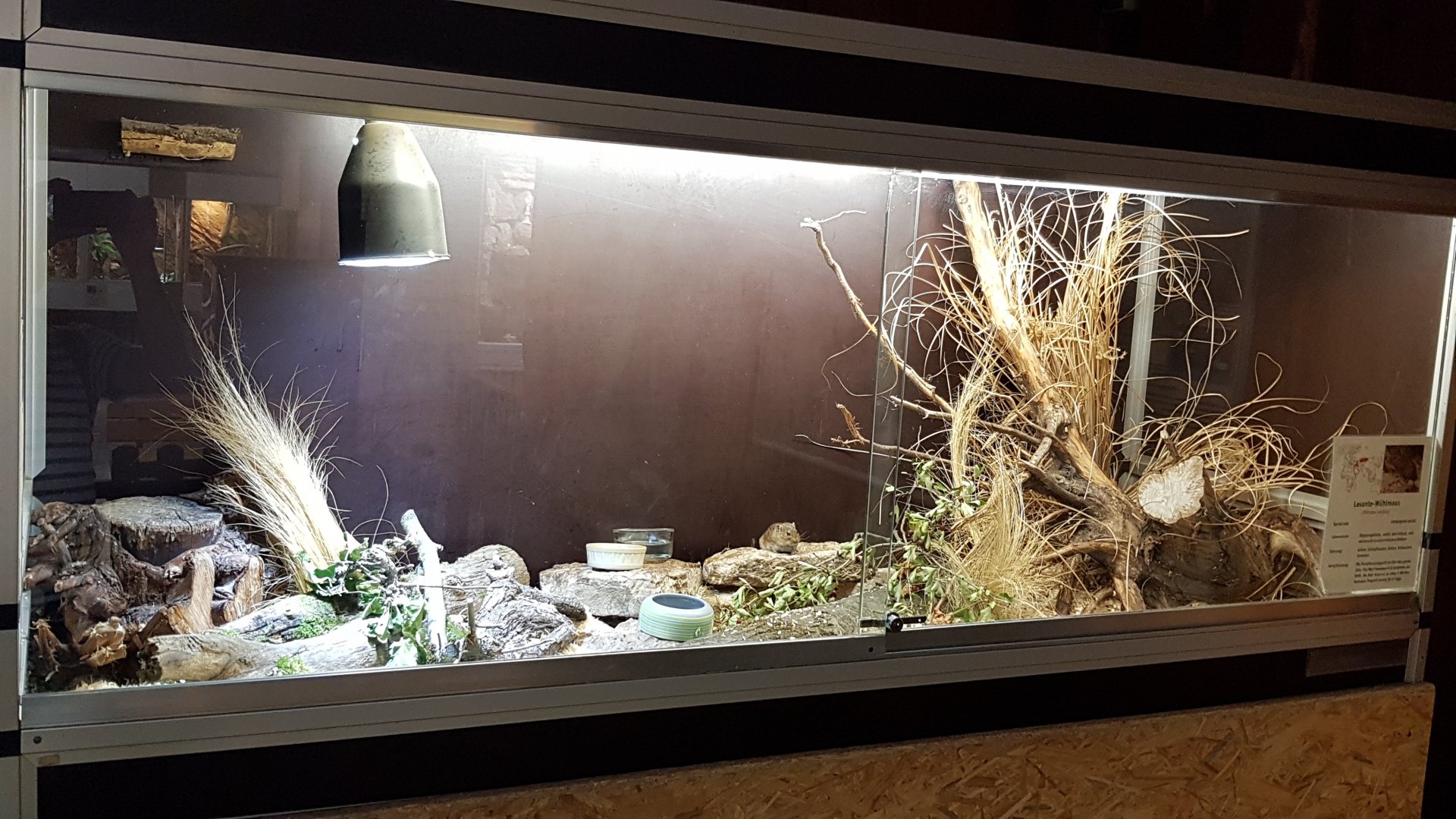 Levant vole exhibit