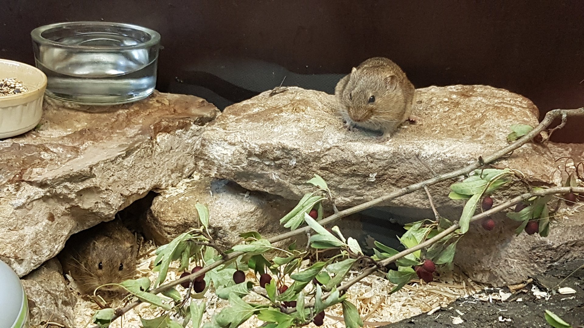 Levant vole (Microtus guentheri; Syn.: Microtus socialis guentheri)