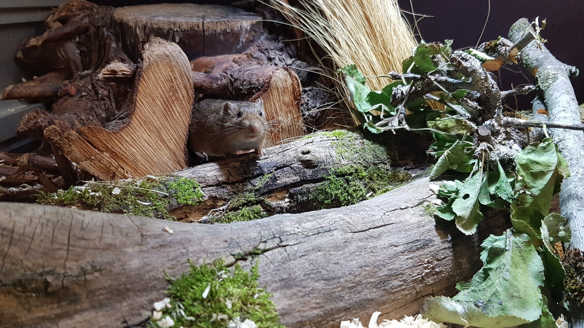 Levant vole (Microtus guentheri; Syn.: Microtus socialis guentheri)