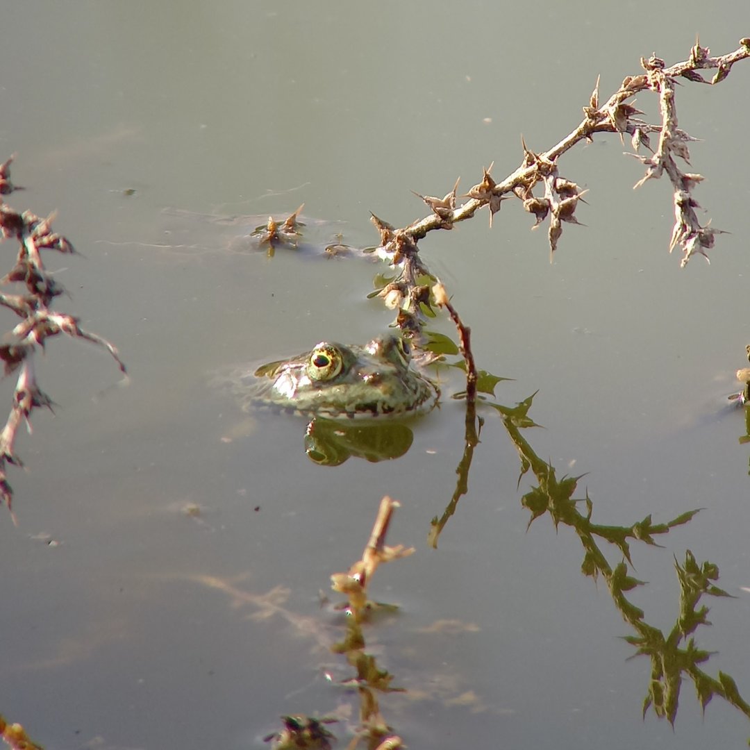 Levant Water Frog - Pelophylax bedriagae