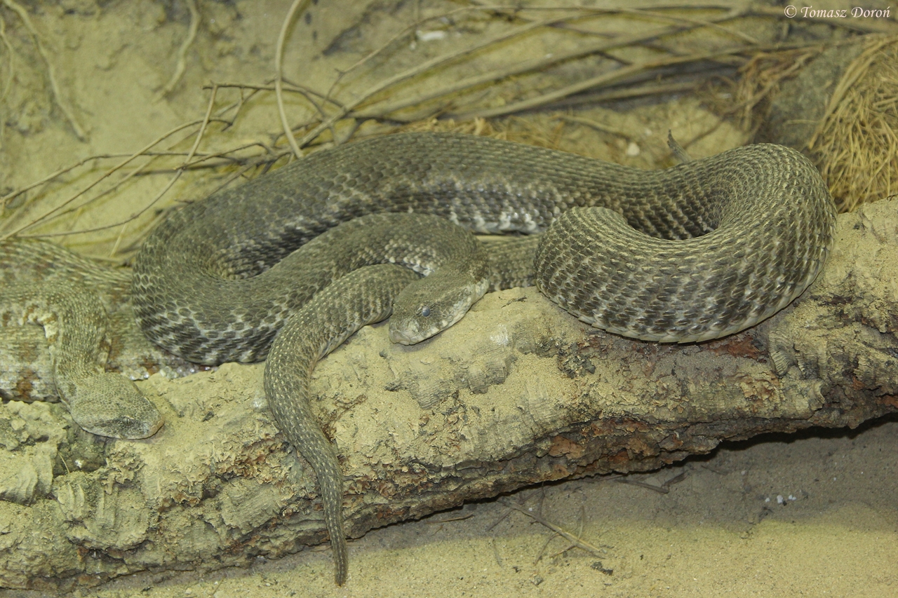 Levantine Viper (Macrovipera lebetina lebetina)