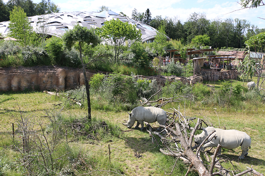 Lewa center viewpoint