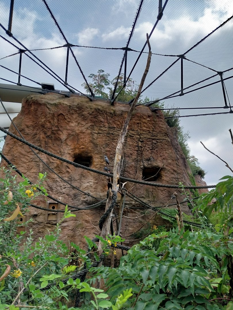Lewa savanna - African grey parrot aviary