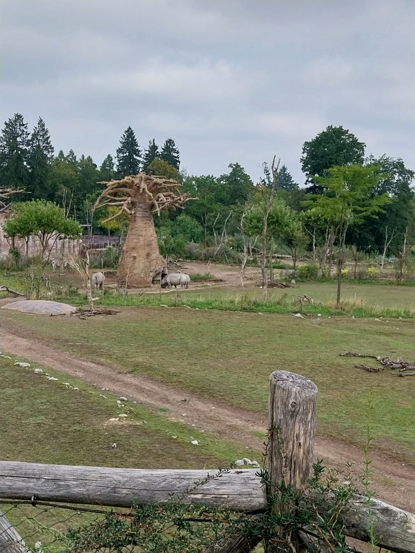 Lewa savanna - Baobab rhino feeding station