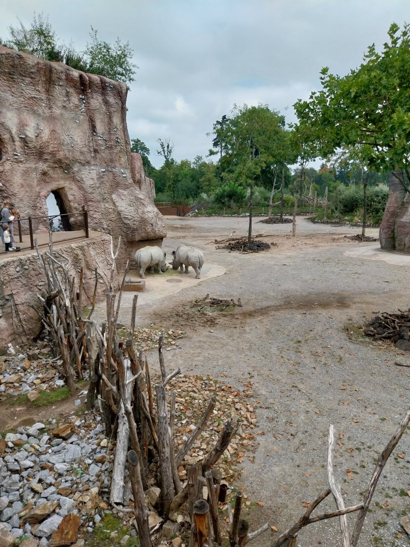 Lewa savanna - Giraffe and rhino building