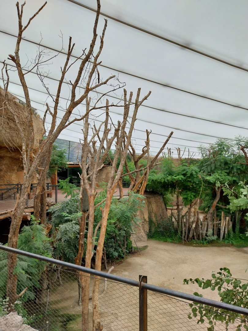 Lewa savanna - Giraffe and rhino building