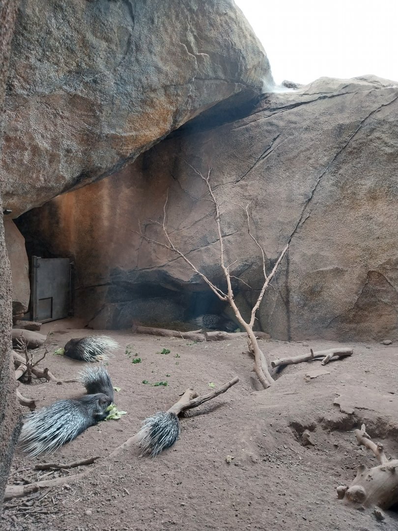 Lewa savanna - Kopje exhibit - Crested porcupine enclosure