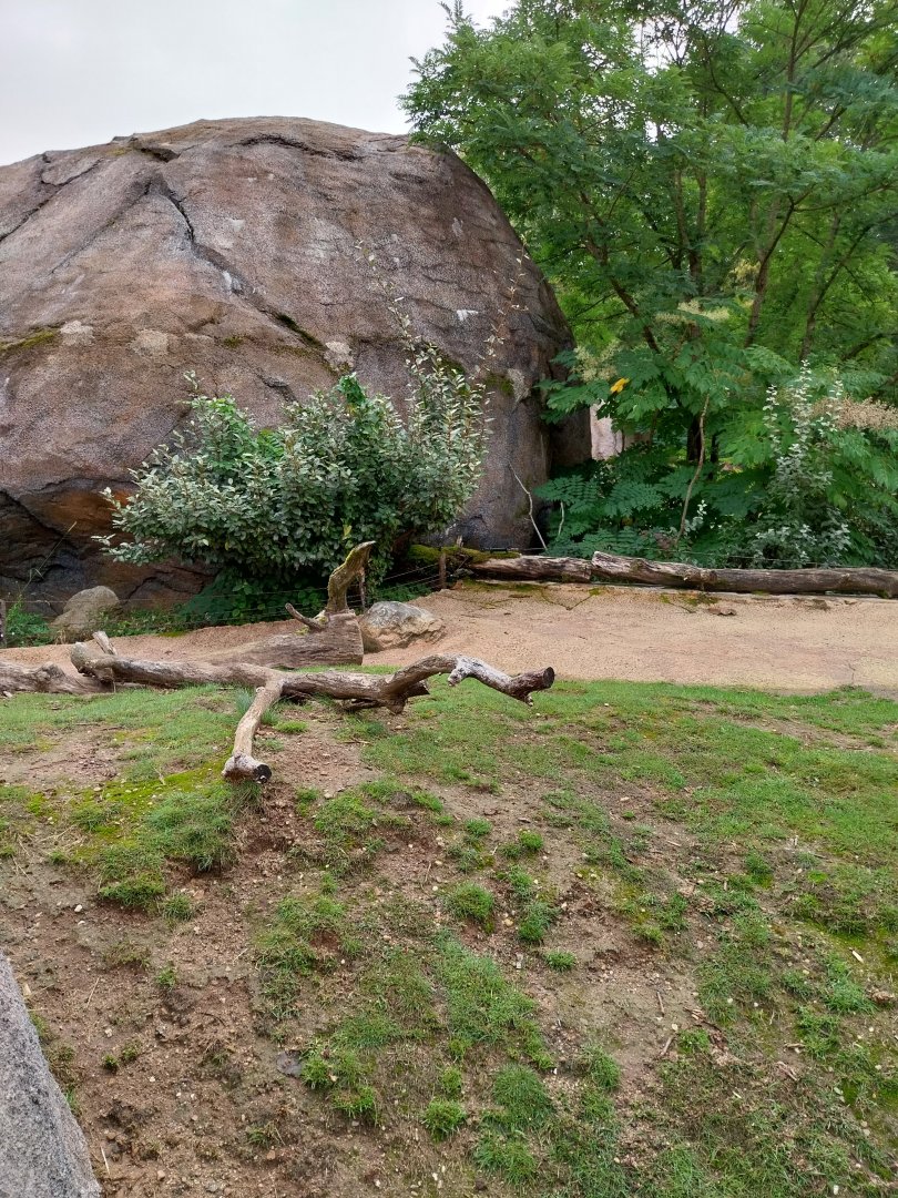 Lewa savanna - Kopje exhibit - Crested porcupine outdoors