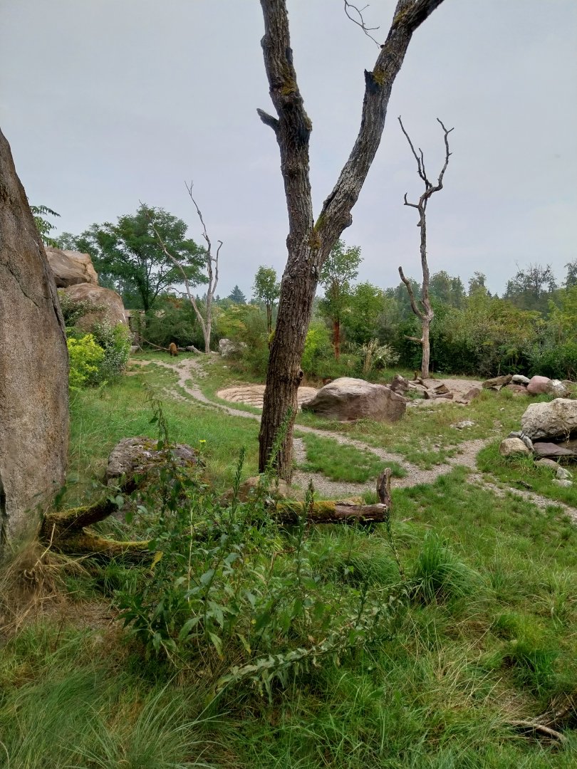 Lewa savanna - Kopje exhibit - Spotted hyena enclosure