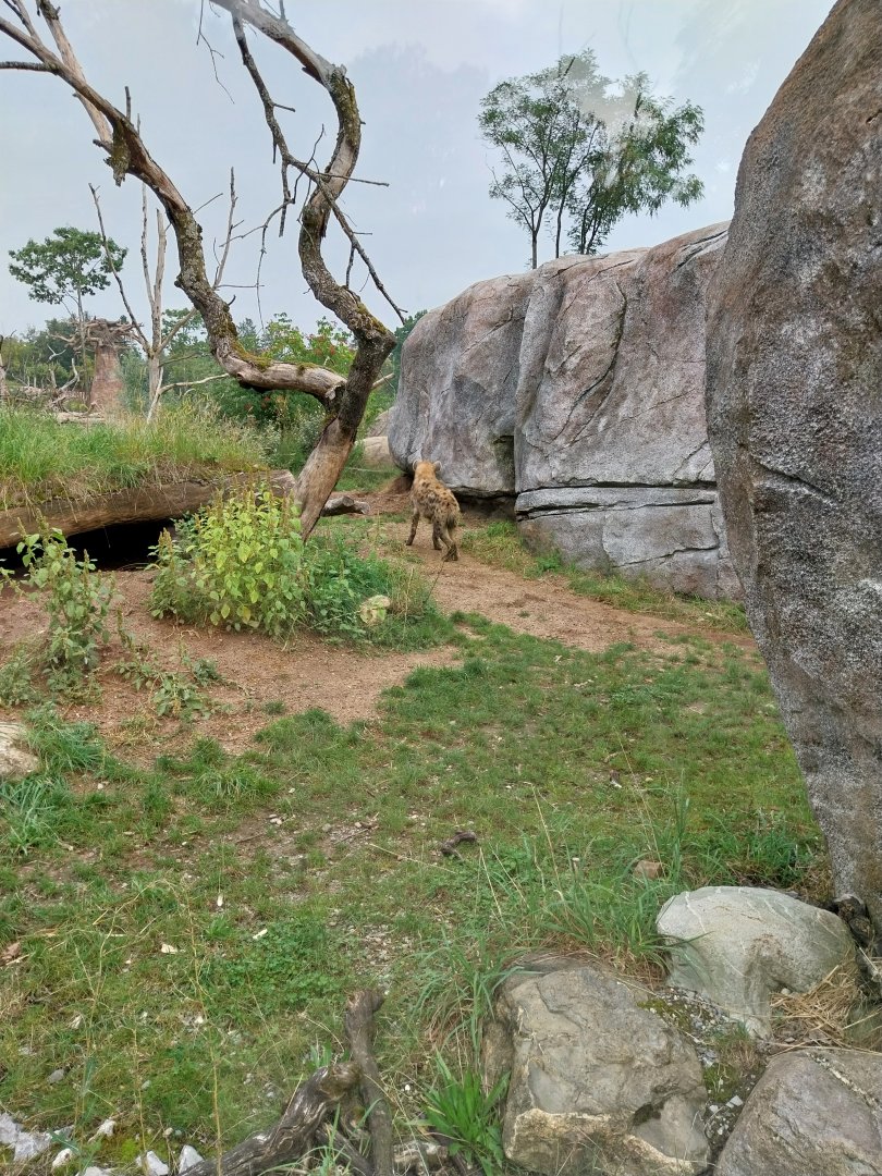 Lewa savanna - Kopje exhibit - Spotted hyena enclosure