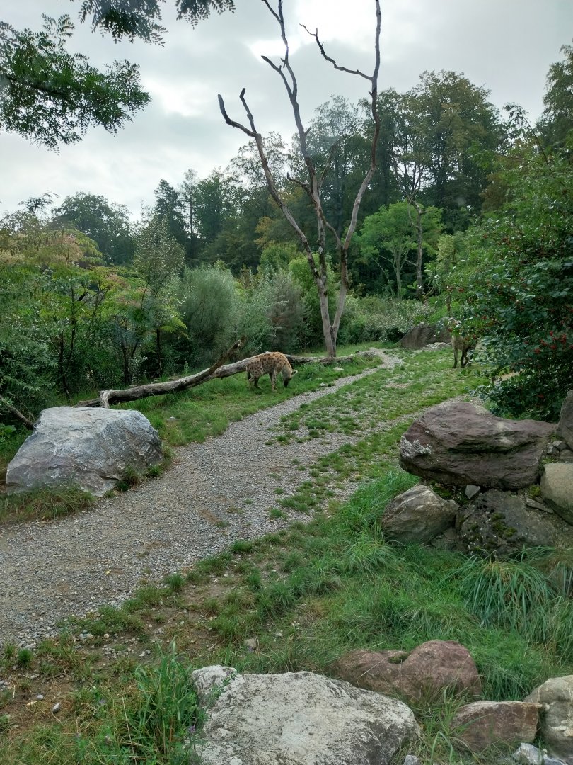 Lewa savanna - Kopje exhibit - Spotted hyena enclosure