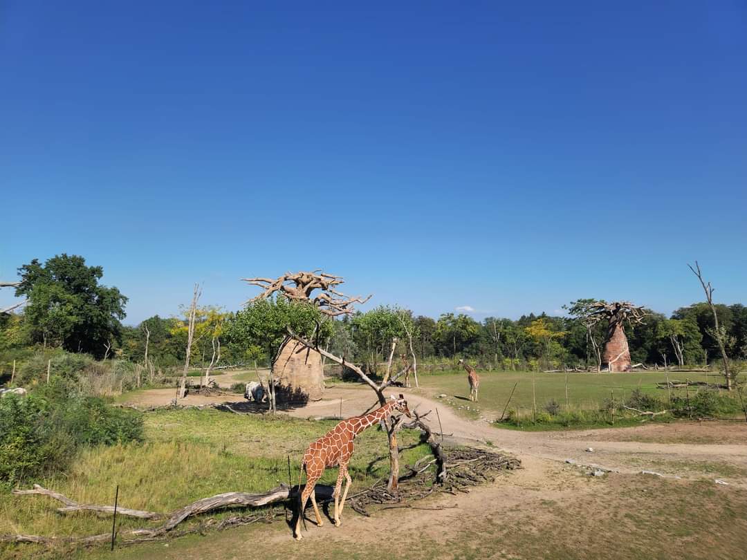 Lewa Savanna, view from the first platform