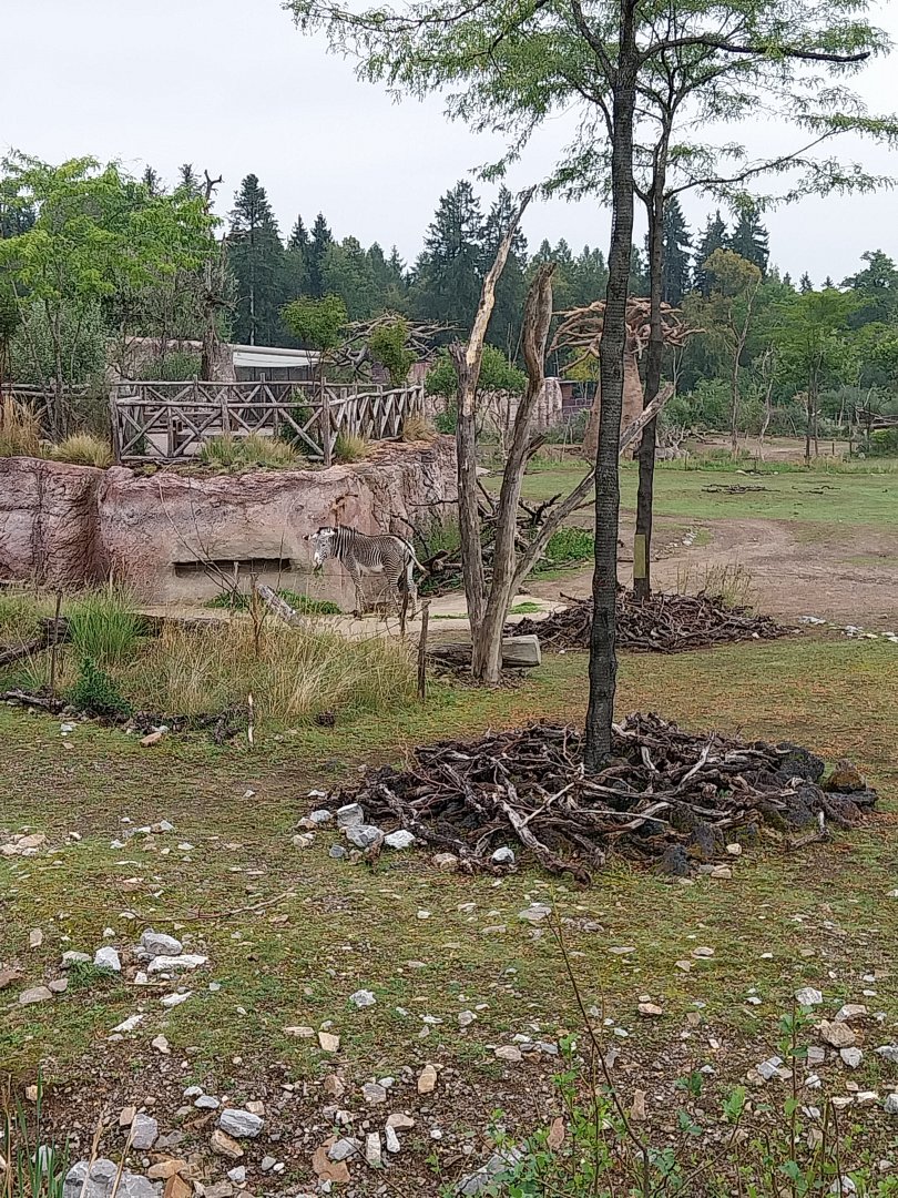 Lewa savanna - Viewing point